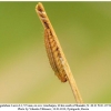 melanargia galathea azerbaijan larva1b